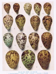 Egg:Dotterell:Common Sandpiper:etc, illustrasjon fra 'British Birds' av Kirkman und Jourdain, 1966